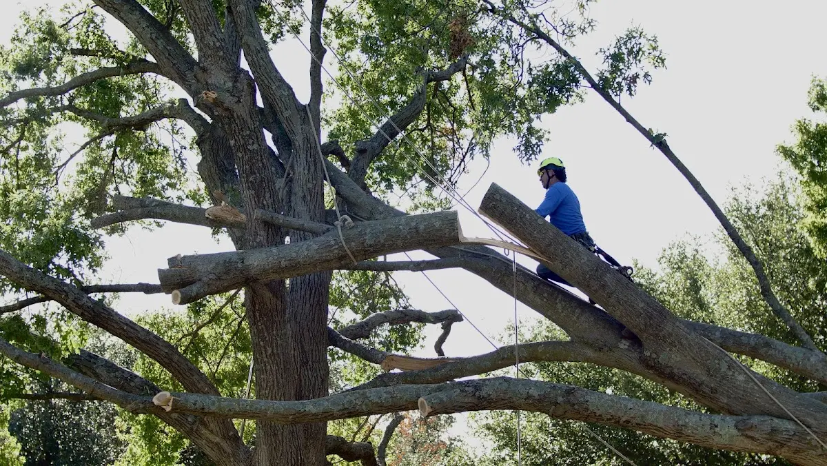 Professional Hazardous Tree Removal performed by certified arborists in Sarona