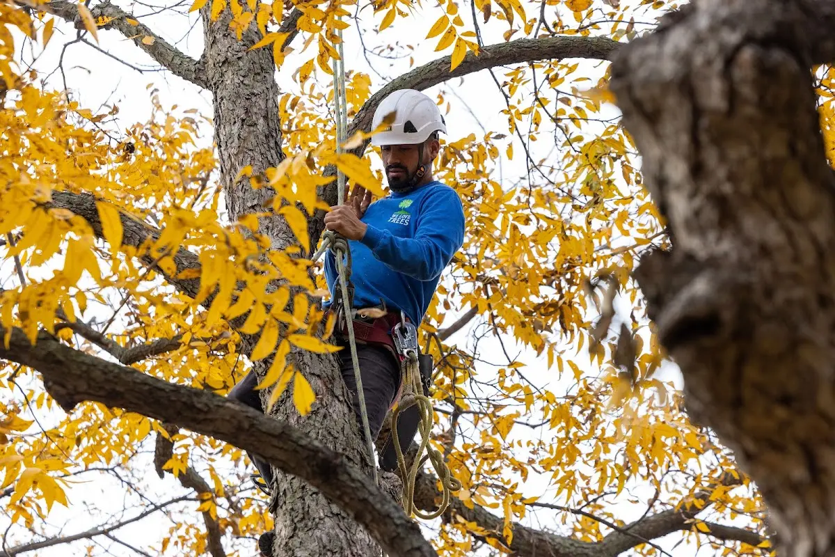 Skilled Tree Pruning crew working in Sarona