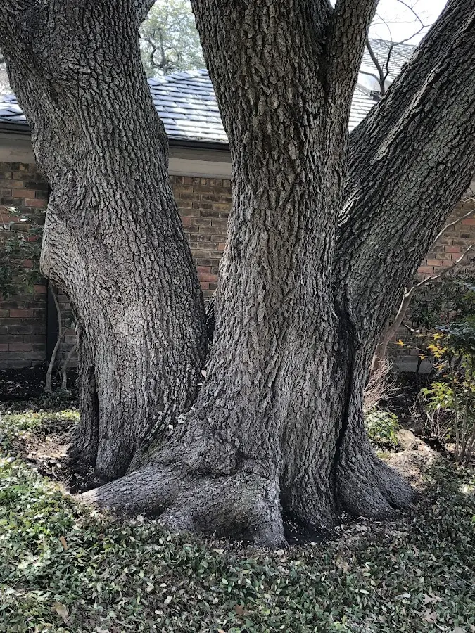 Mature heritage tree close to a Sarona property cared for by certified arborists